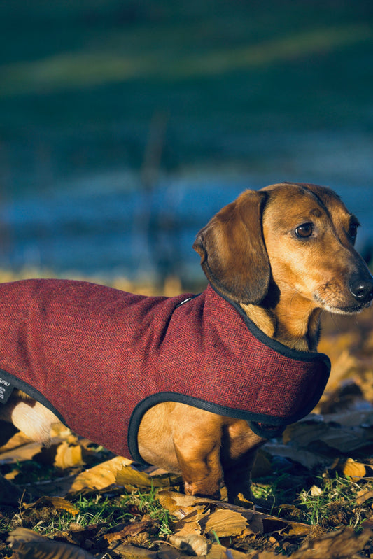 Bonnie Dachshund Dog Coat