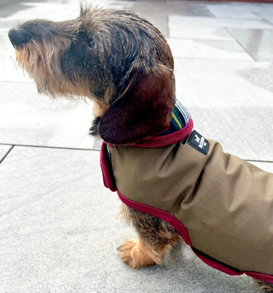 Hunter Dachshund Dog Coat